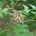 Rubus niveus Fruit