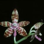 Phalaenopsis mariae 花