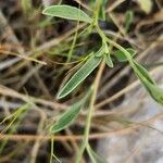 Zoegea leptaurea 葉