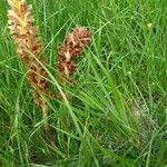 Orobanche elatior Blomma