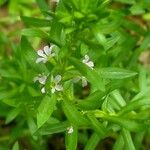 Lythrum hyssopifolia पत्ता