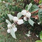 Symphoricarpos albus果