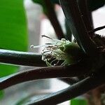 Euphorbia leuconeura Květ