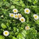 Bellis annua花