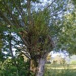 Salix × fragilis Habitus