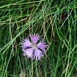 Dianthus hyssopifolius花