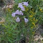 Penstemon cobaea Flower