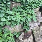 Asarum canadense List