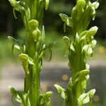 Platanthera hyperborea Floare