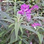 Salvia leucantha Liść