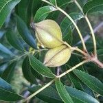 Carya aquatica Owoc