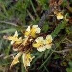 Pedicularis oederi Цвят