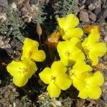 Oenothera primiveris Celota