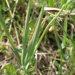 Lathyrus cicera Foglia