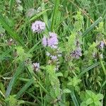 Mentha pulegium Fiore