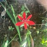 Anomatheca laxa Flower