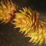 Carex molesta Λουλούδι