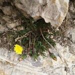 Taraxacum pyrenaicum Lorea