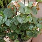 Begonia hirtellaLeaf