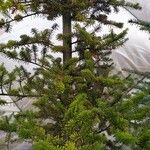 Abies koreanaഇല