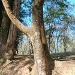 Pera glabrata Kôra