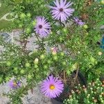 Symphyotrichum oblongifolium برگ