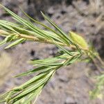 Gomphocarpus fruticosus Leaf