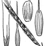 Aegilops speltoides 其他