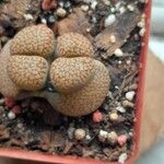 Lithops pseudotruncatella Leaf