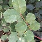 Ceratonia siliqua 叶