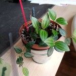 Peperomia quadrangularis Leht