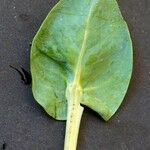 Cerinthe glabra Hoja