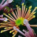 Chrysanthemum × morifolium Blüte