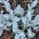 Tanacetum haradjanii Ліст