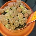 Lithops lesliei Leaf