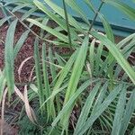 Ptychosperma schefferi Hoja