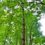 Acer saccharum Natur
