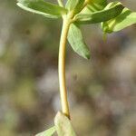 Euphorbia taurinensis Habit