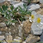 Ranunculus seguieri Habit