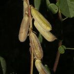 Crotalaria incana Fruto