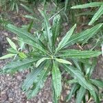 Convolvulus floridus Leaf