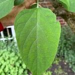 Clerodendrum trichotomumLeht