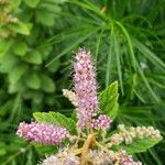 Spiraea tomentosa Fleur