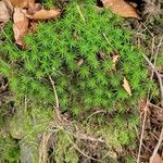 Plantago subulataFulla