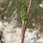Seseli annuum 葉