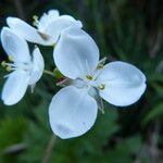 Libertia chilensis Blomst