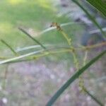 Acacia suaveolens ഇല