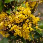 Berberis vulgaris Квітка