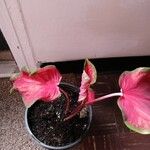 Caladium bicolor叶