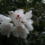 Rhododendron araiophyllum Flor